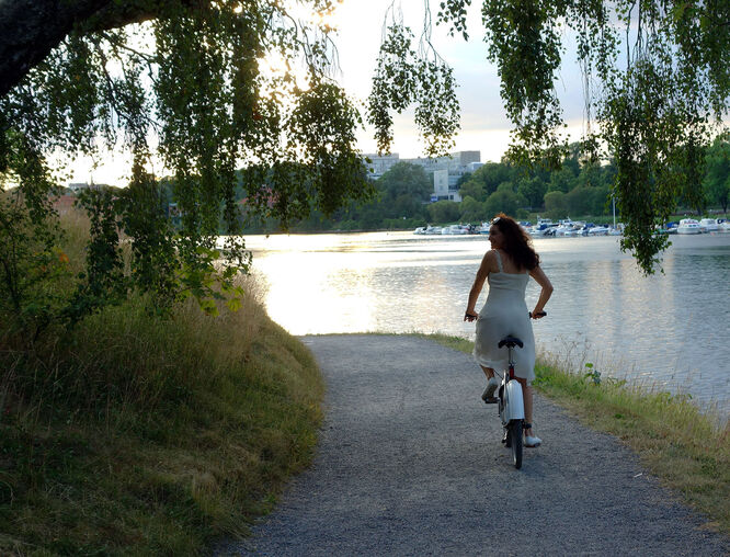Cyclists riding along a tree-lined path in Stockholm during a group meetup